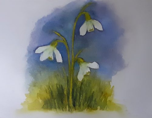 Chrissy F. Snowdrops 1, watercolour.